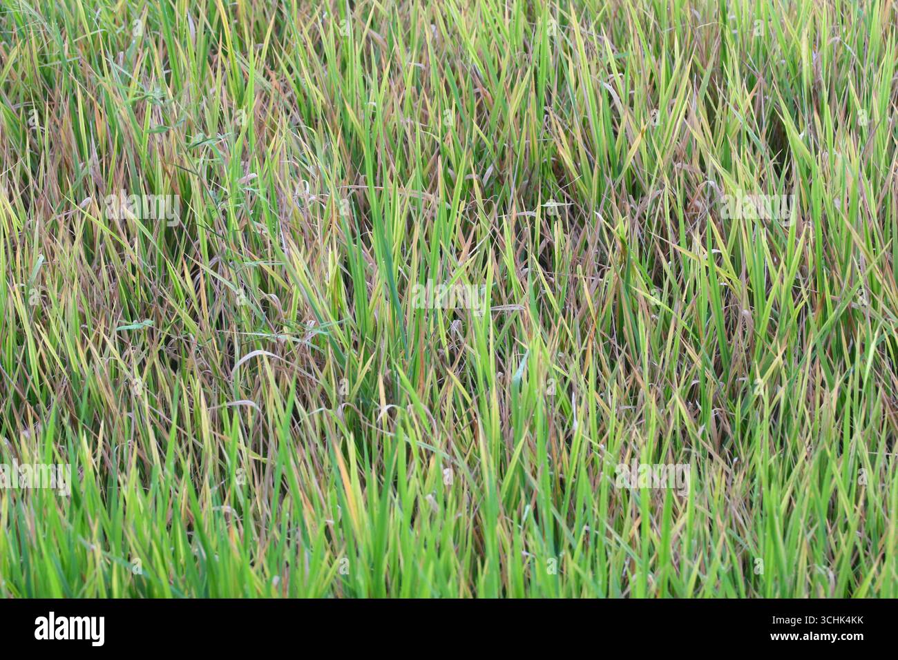 Brown Insect Rice Insect infested rice hi-res stock photography and images - Alamy