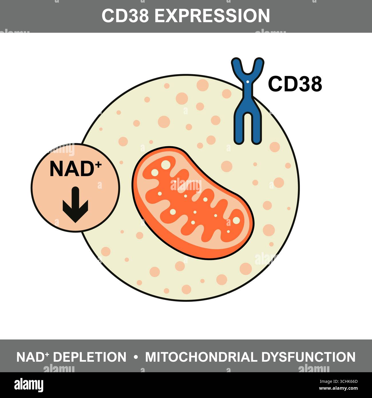 Diagram illustrating CD38 expression, NAD Plus depletion, and ...
