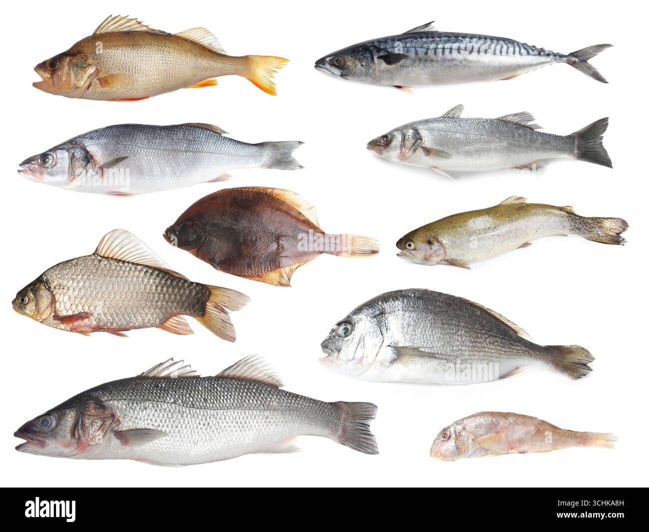 Different types of raw fish isolated on white, collage Stock Photo - Alamy