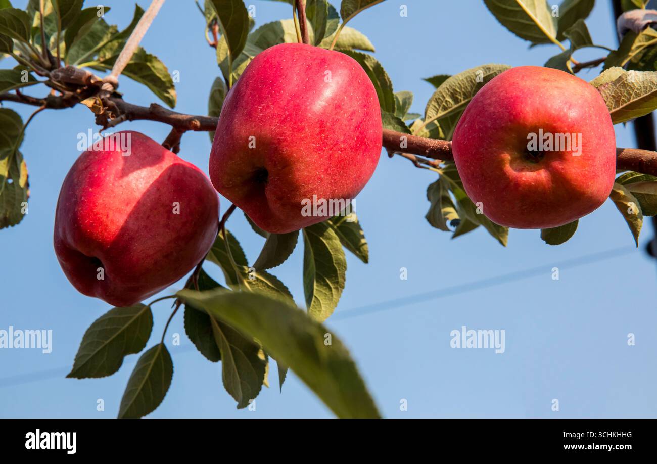 Branches of ripe red apple trees Stock Photo - Alamy