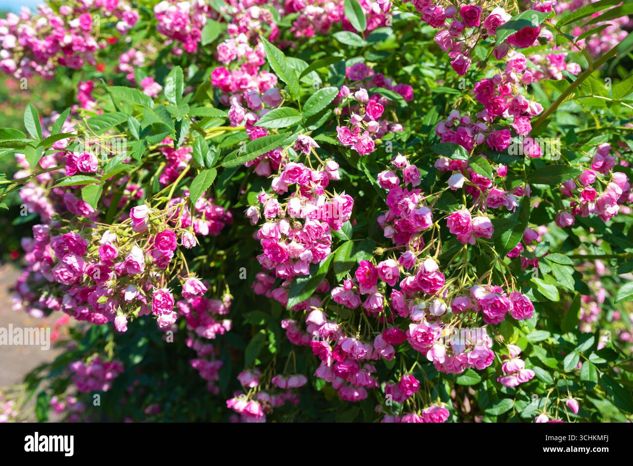 Rambler rose hi-res stock photography and images - Alamy