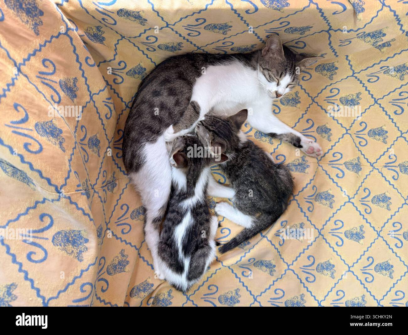 Cat Morber Mother cat nursing two kittens while lying on patterned fabric. Family ...