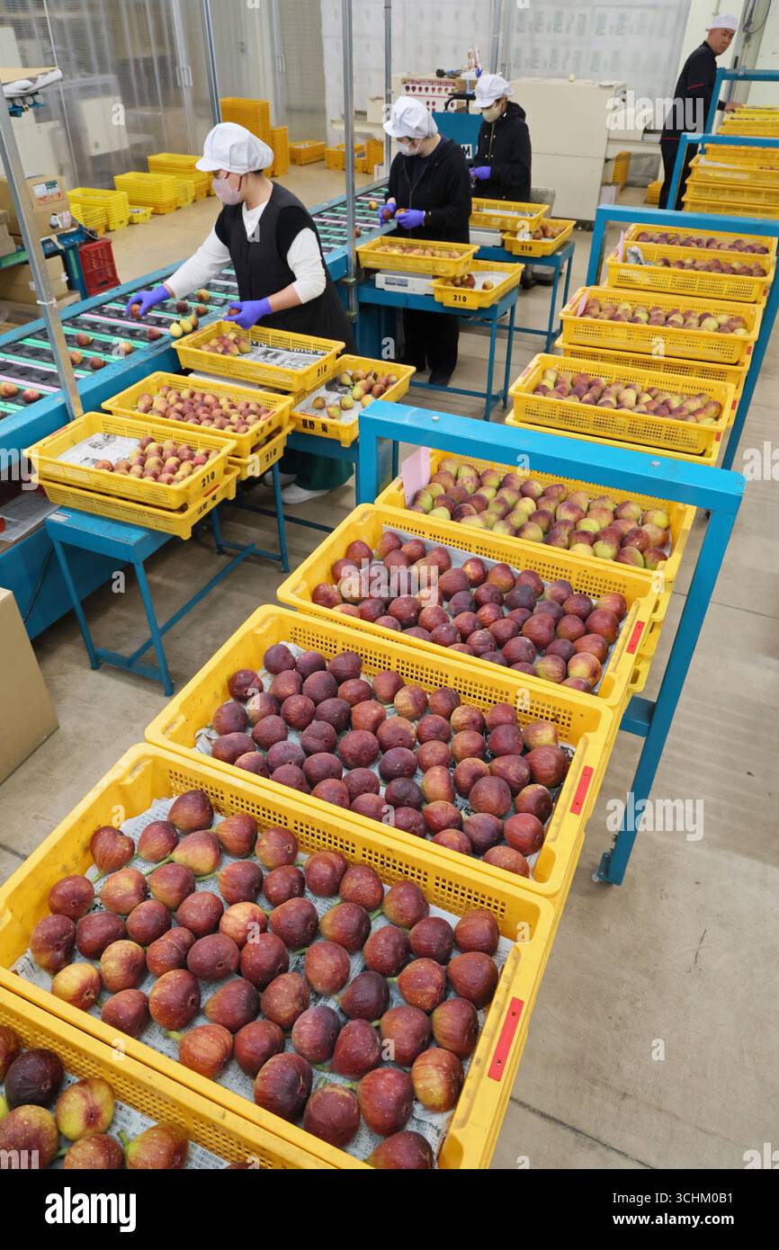 Figs are gathered in Asakura City, Fukuoka Prefecture on September 3 ...