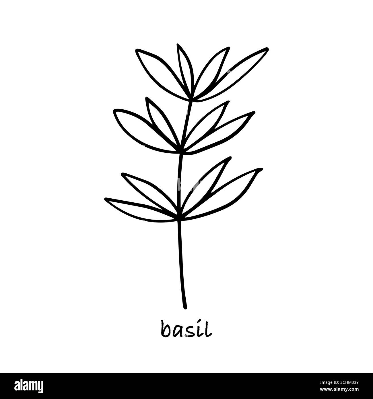 Basil branch hand drawn vector sketch Stock Vector Image & Art - Alamy