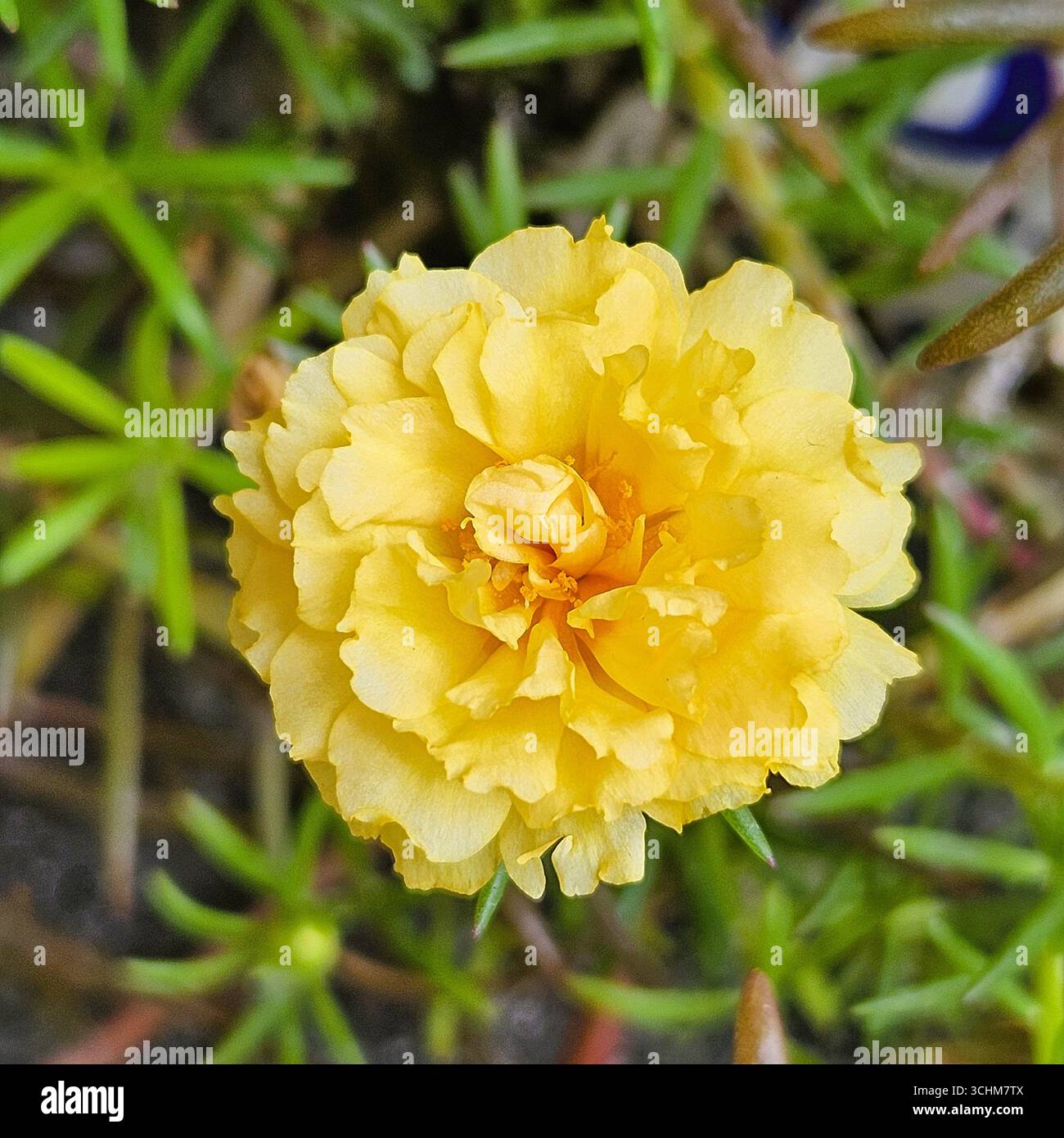Yellow flowers as bright as the morning sun, their name is rose moss flowers - Smartphone Captured Stock Image