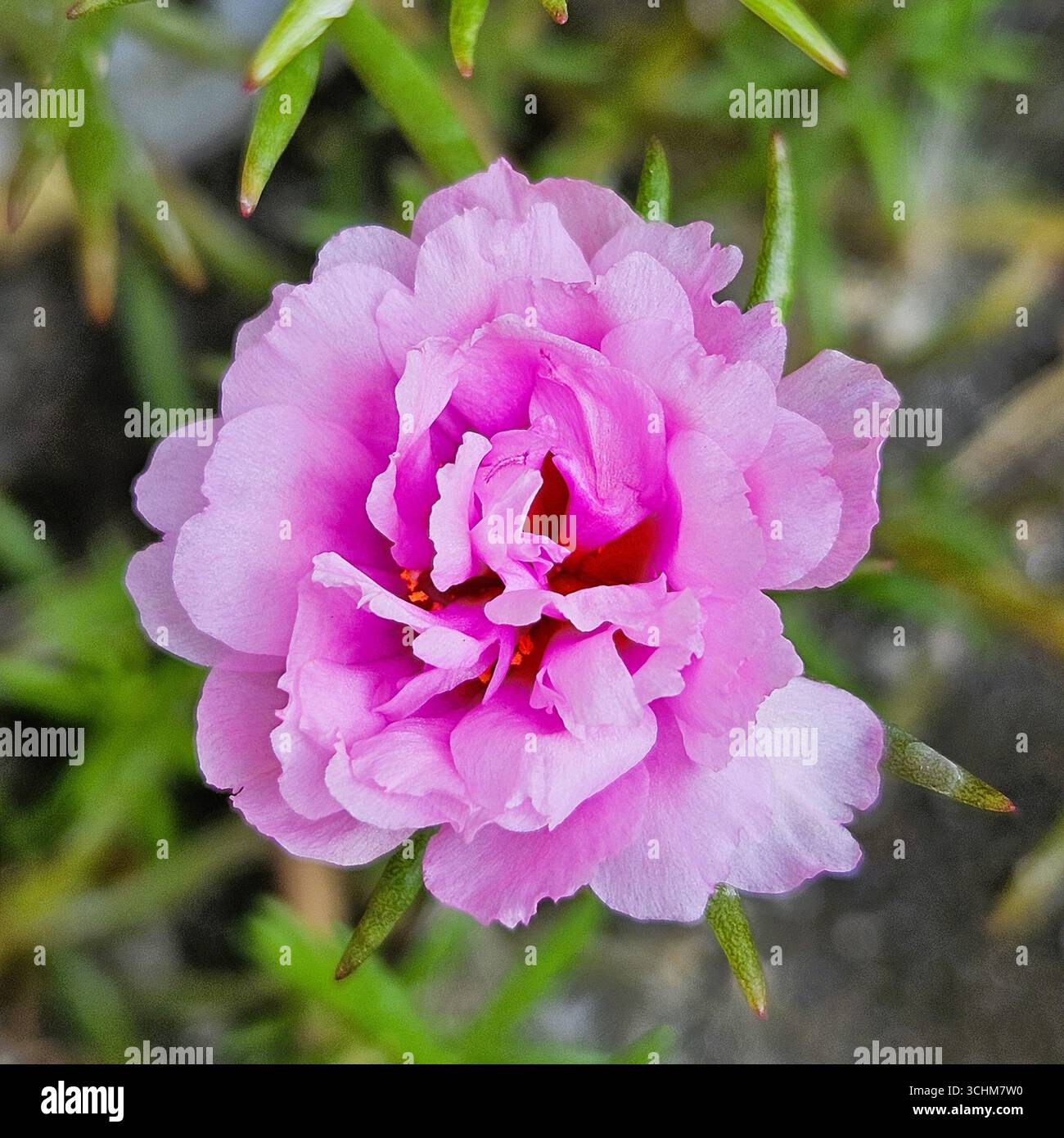 Rose moss flowers are ornamental plants belonging to the Portulacaceae family from South America - Smartphone Captured Stock Image