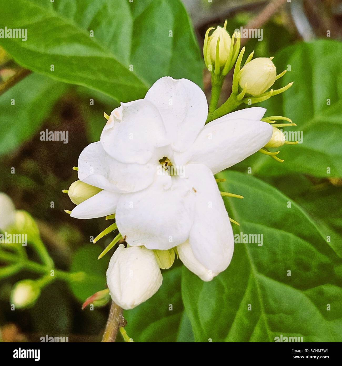 Jasmine flowers bloom showing their beauty - Smartphone Captured Stock Image