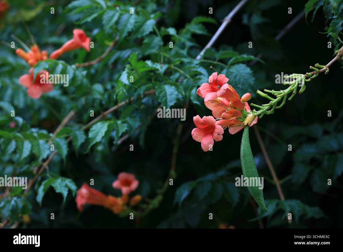 Chinese trumpet vine flowers bloom in Huai'an City, east China's ...