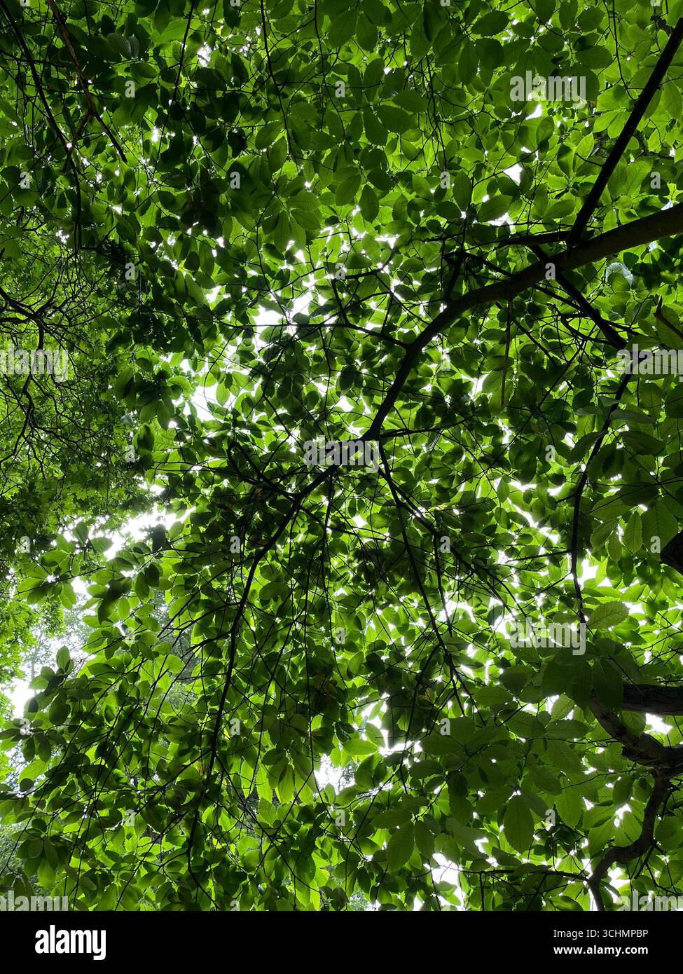 Leaf canopy under sunny blue sky in Alexandra Park Hastings - Smartphone Captured Stock Image