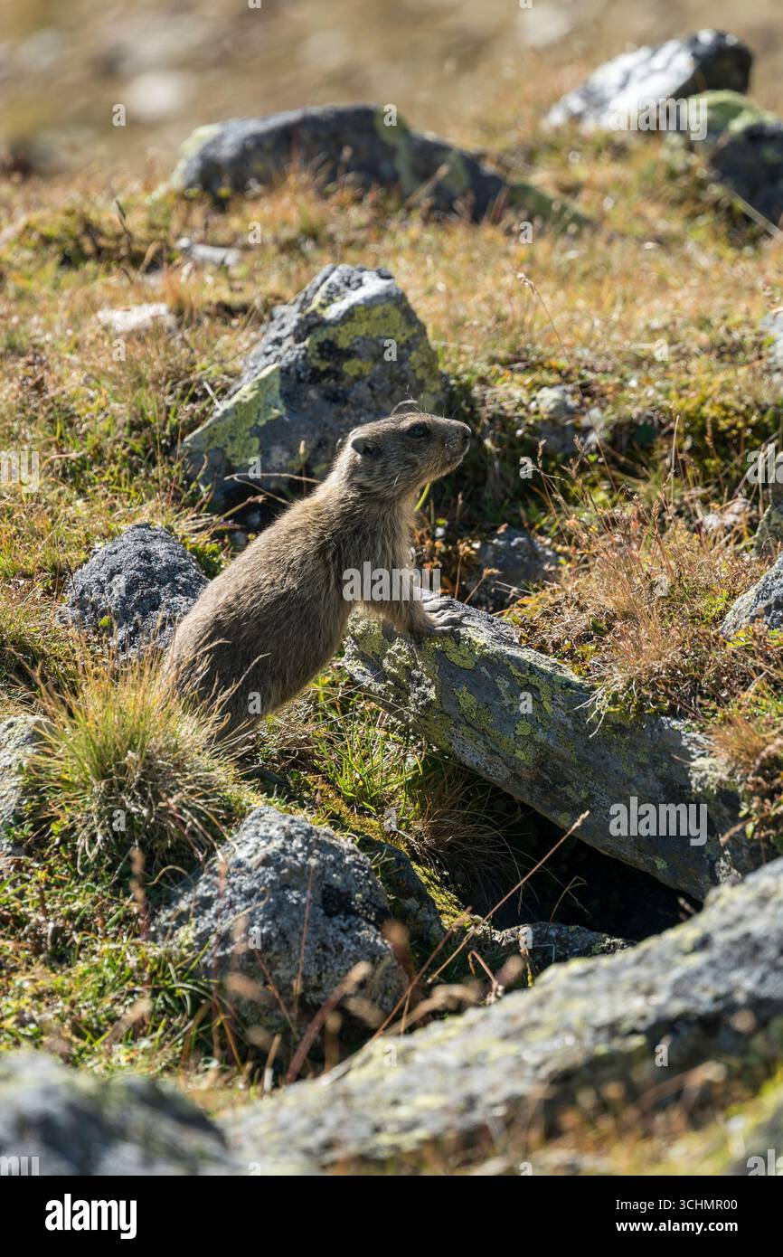 Small marmot in Ötztal, Austria Stock Photo
