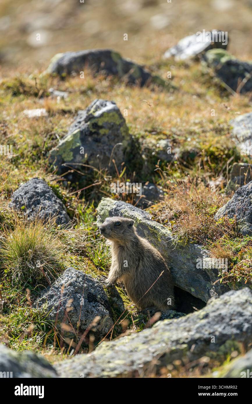 Small marmot in Ötztal, Austria Stock Photo
