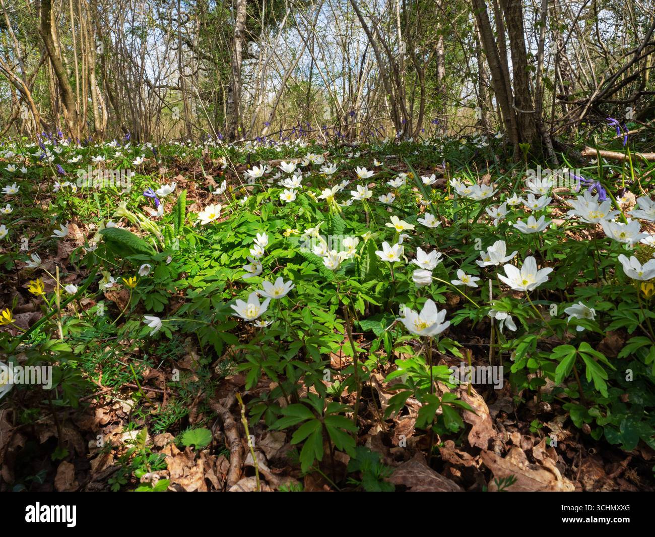 Wood anenome nemorosa, Garsten Wood RSPB Reserve, Sixpenny Handley ...