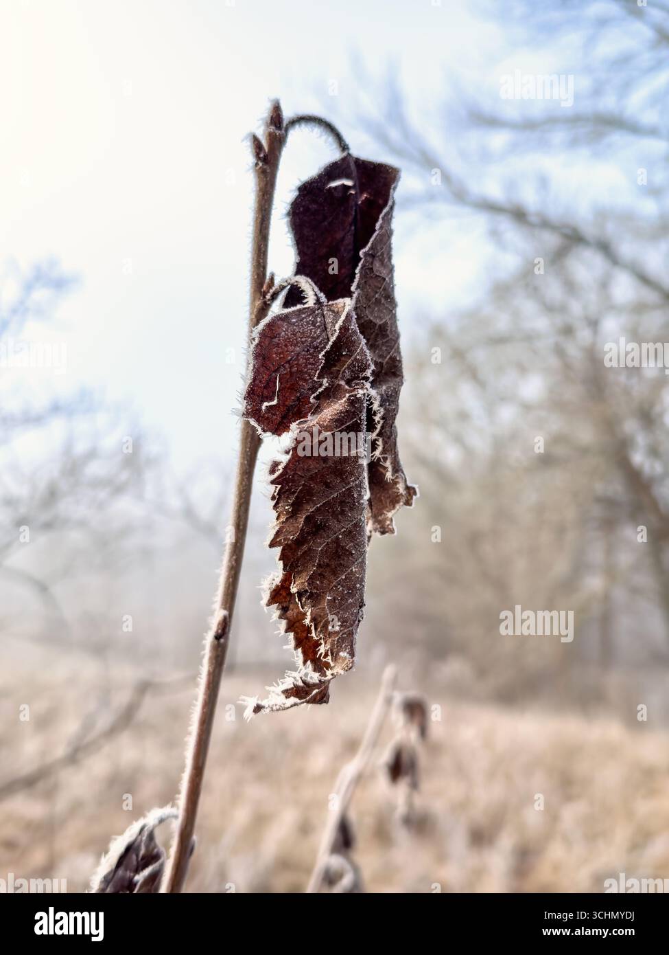 Frosty dry autumn leaves on a tree branch a cold winter day Stock Photo