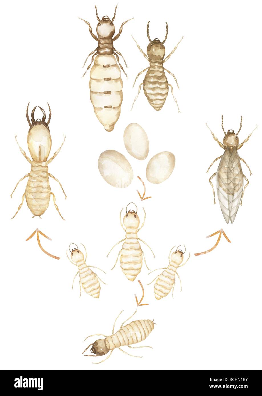 Metasomatic Tergite Insect Watercolor Termite Insect Life Cycle illustration, growth stage poster ...
