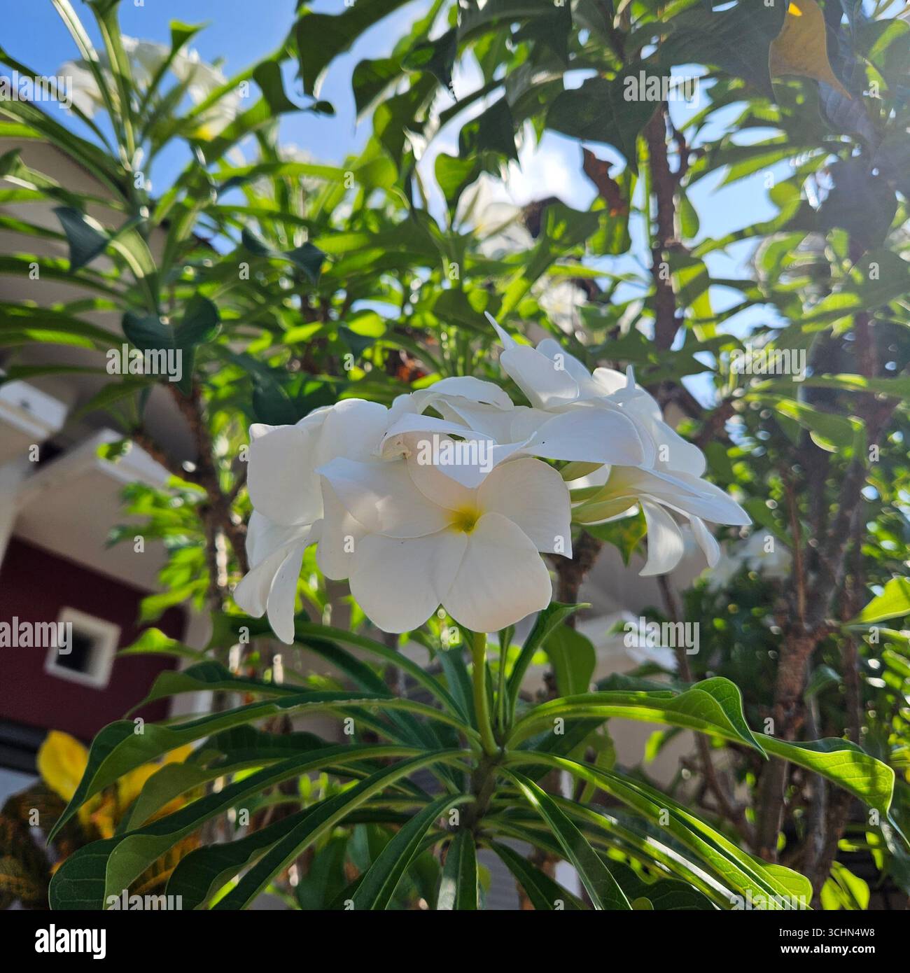 White flowers blooming under sunlight in green garden, natural petals creating fresh and peaceful scene - Smartphone Captured Stock Image