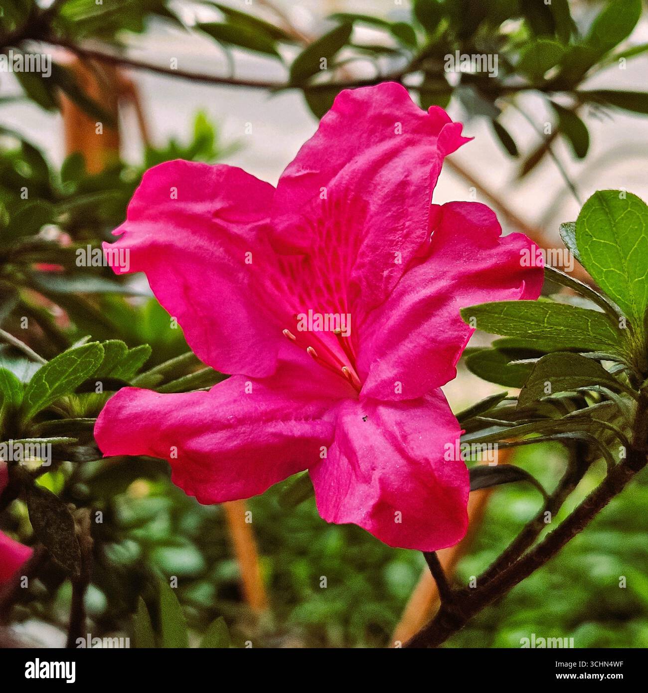 Closeup of bright pink flower blooming in garden, delicate petals with natural green leaves background - Smartphone Captured Stock Image