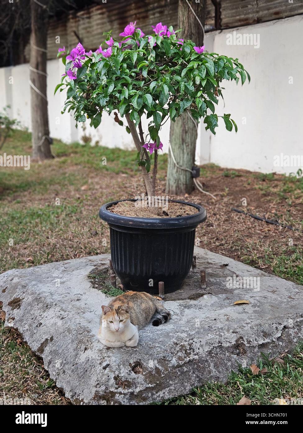 Potted plant with purple flowers in outdoor yard, small cat sitting beneath in natural environment - Smartphone Captured Stock Image