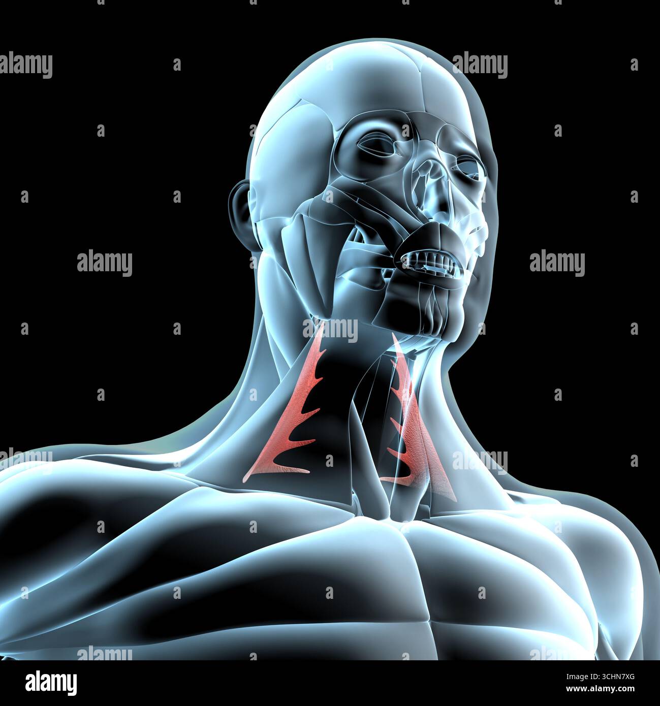Image shows 3d model hi-res stock photography and images - Alamy