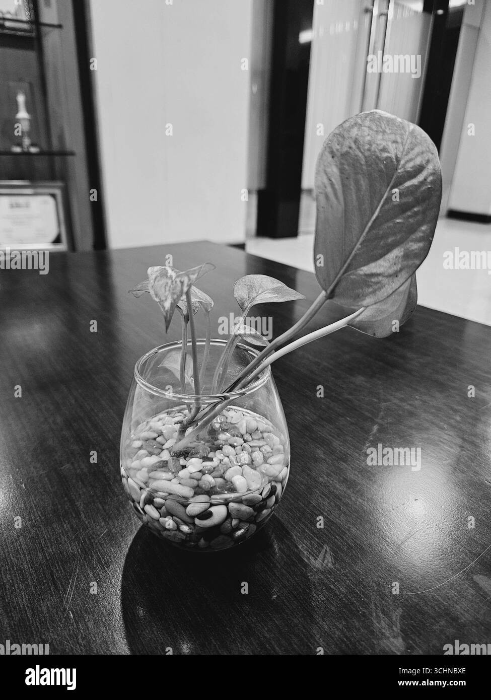 Black and white photograph of small plant in glass vase on wooden table - Smartphone Captured Stock Image