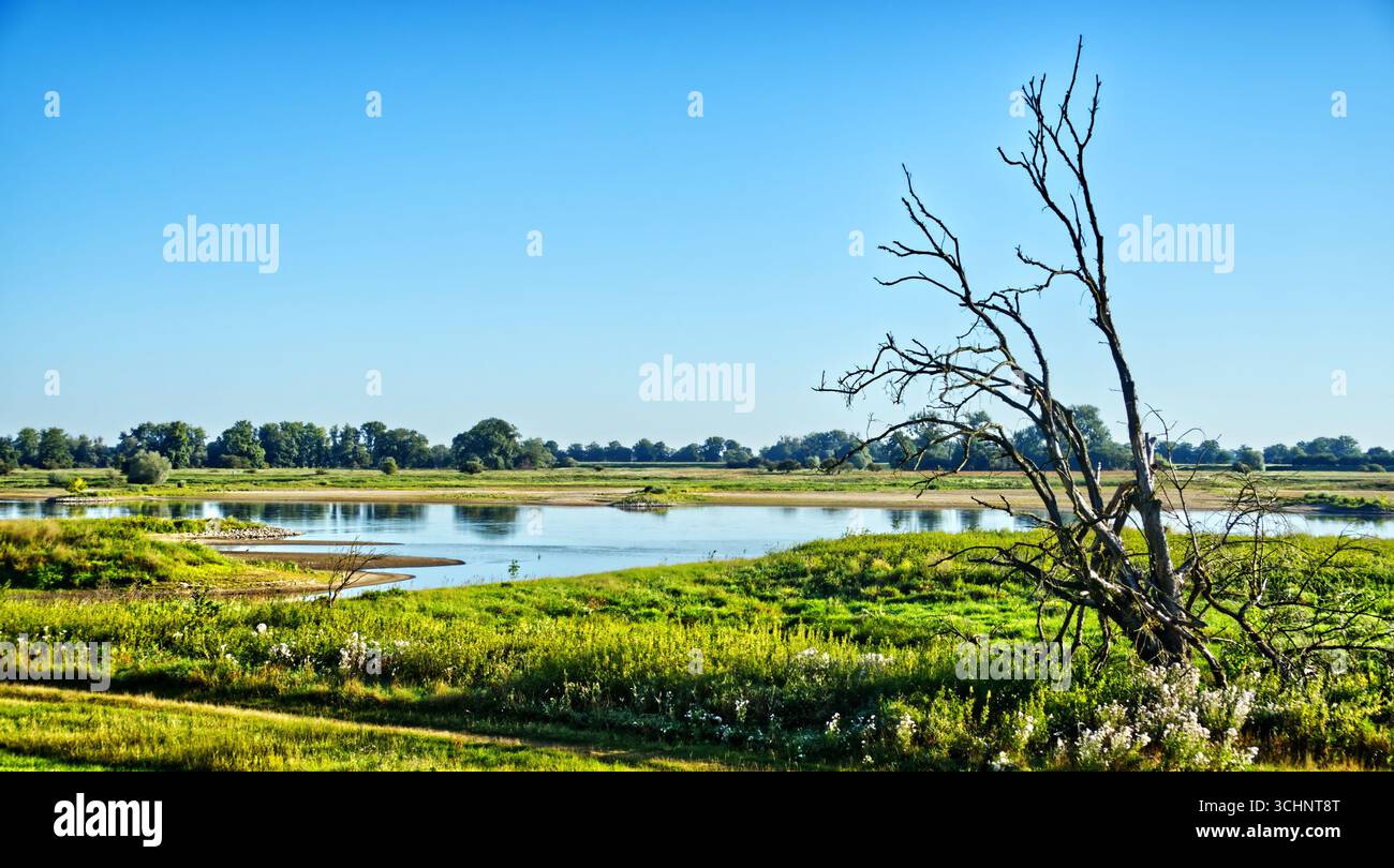 Panoramic landscape of elbaue biosphere reserve, serene lake reflecting dead tree amid verdant greenery under bright sunlight Stock Photo