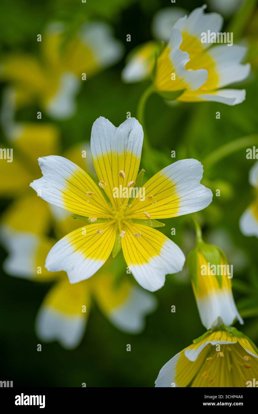 Poached egg plant limnanthes douglasii hi-res stock photography and images  - Alamy