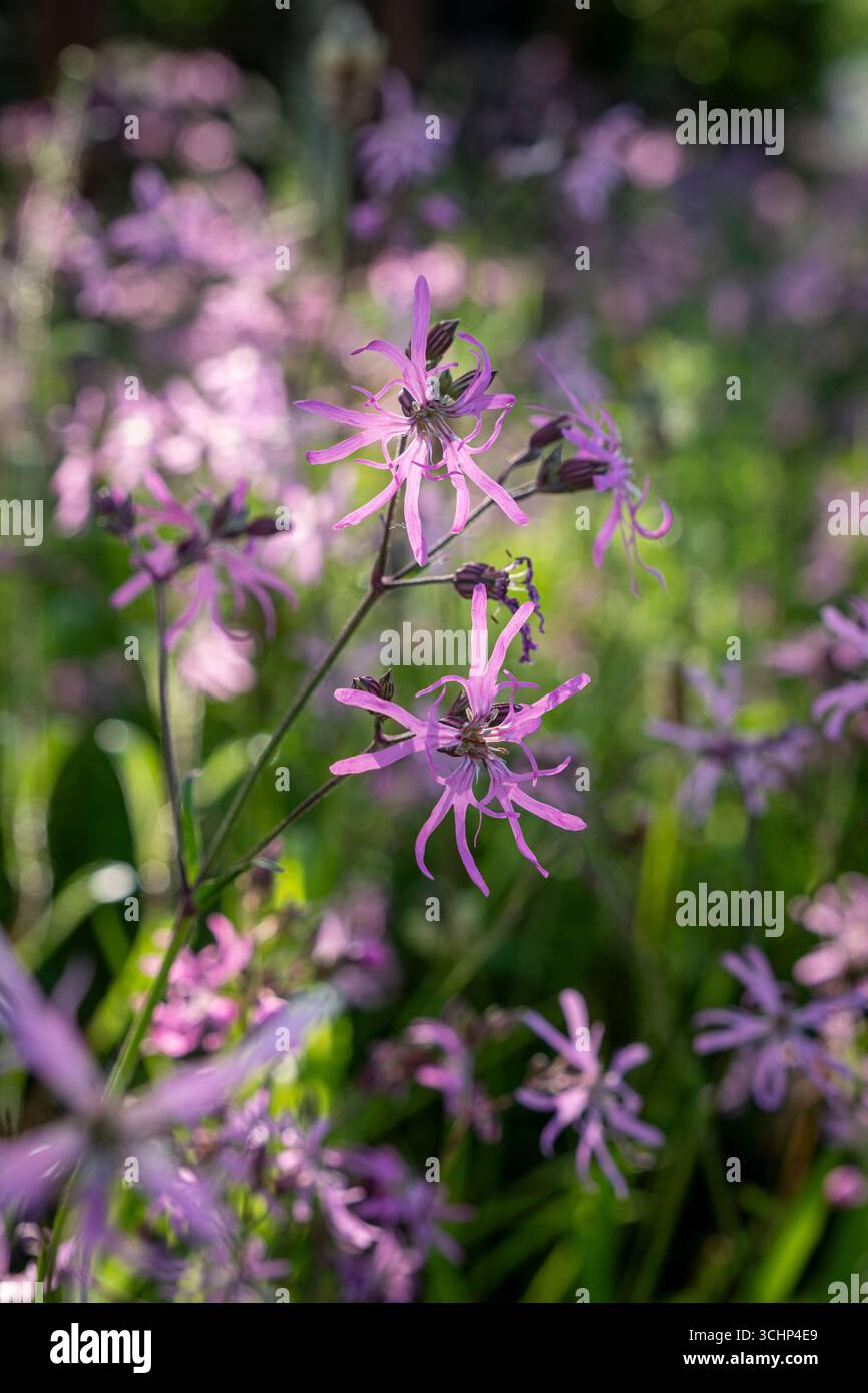 Ragged robin, Lychnis flos-cuculi Stock Photo