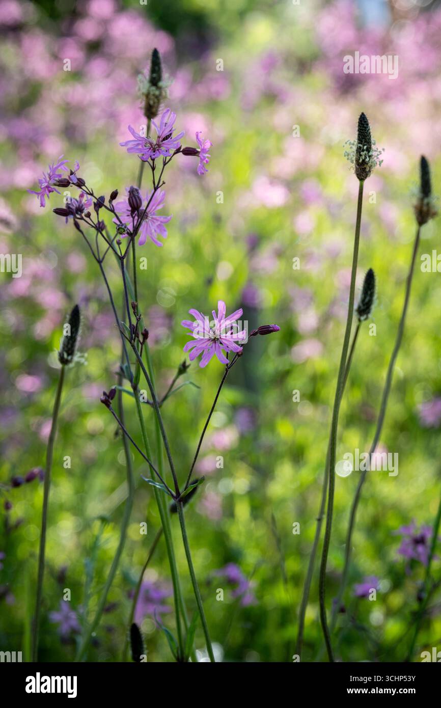 Ragged robin, Lychnis flos-cuculi Stock Photo