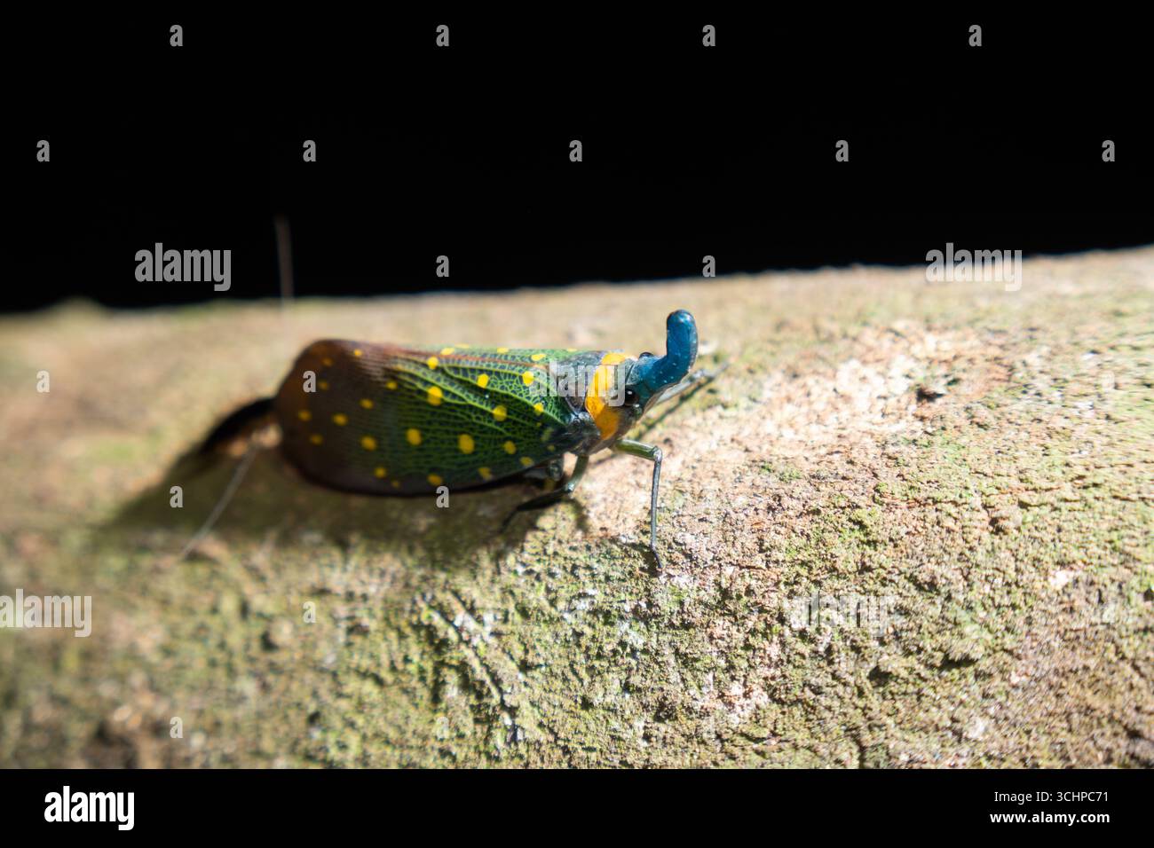 Pyrop Laternbug Pyrops hi-res stock photography and images - Alamy