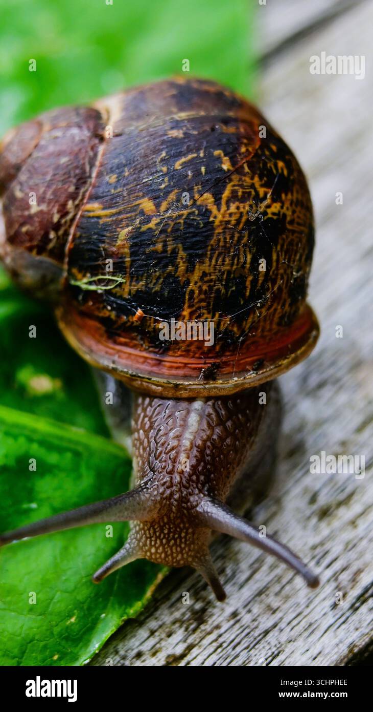 Garden Snail, Cornu acpersum on a green leaf Stock Photo