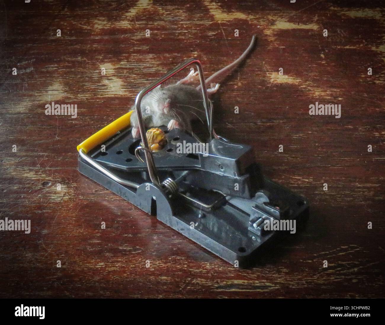Netherlands, mouse caught in a mouse trap Stock Photo