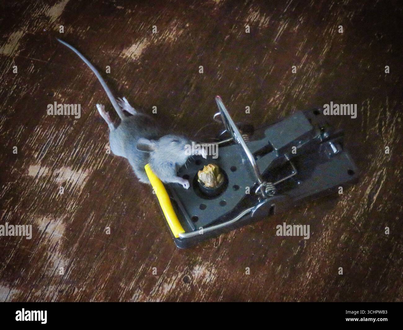 Netherlands, mouse caught in a mouse trap Stock Photo