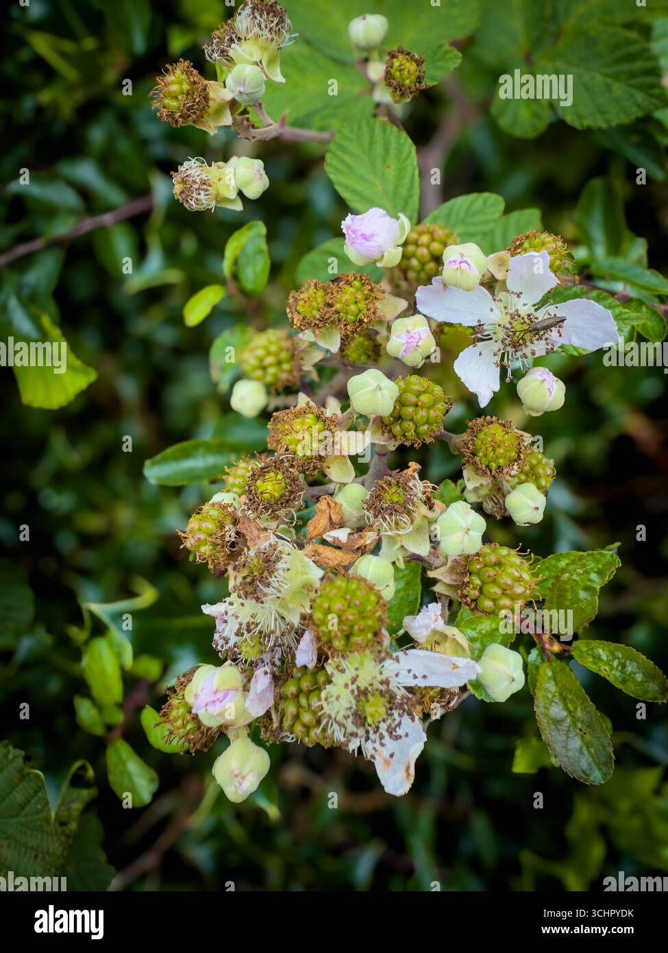 The beginnings of the Blackberry season, a branch with both flower and green berry buds side by side Stock Photo
