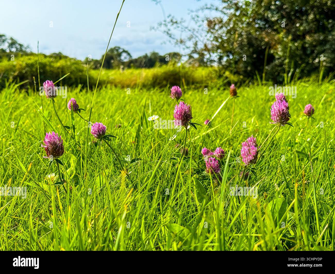 The flowers of the clover plant, Trifolium, pushing up higher than the surrounding grass - Smartphone Captured Stock Image