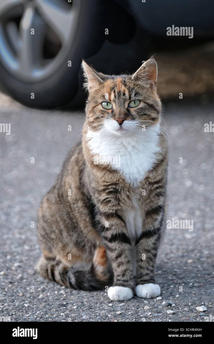 Young street Cat on the backyard looking curious at camera. Vertical image with selective focus. Stock Photo