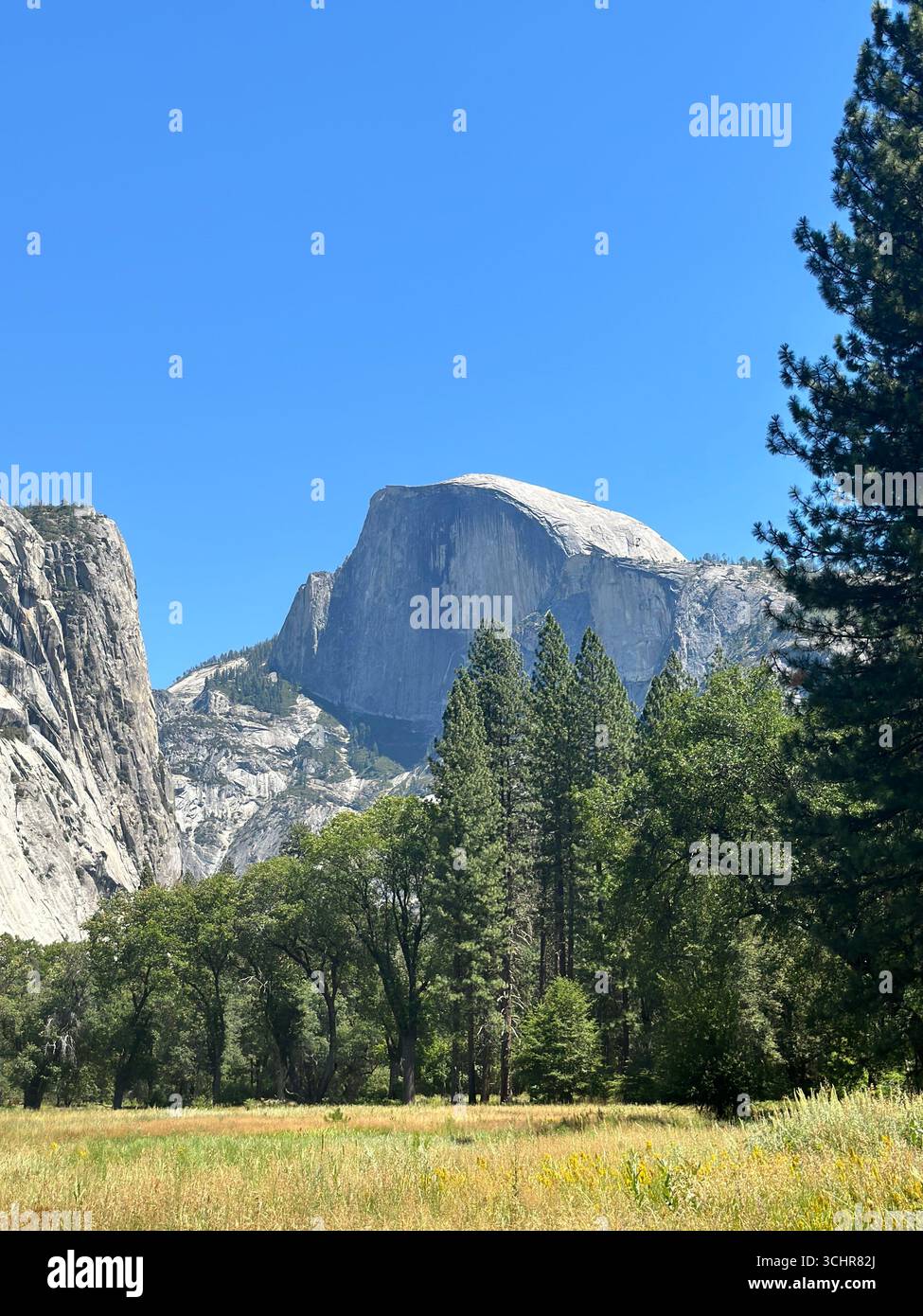 The famous Half Dome rock formation rises above a meadow and pine trees in Yosemite National Park, California, under a clear blue summer sky. - Smartphone Captured Stock Image