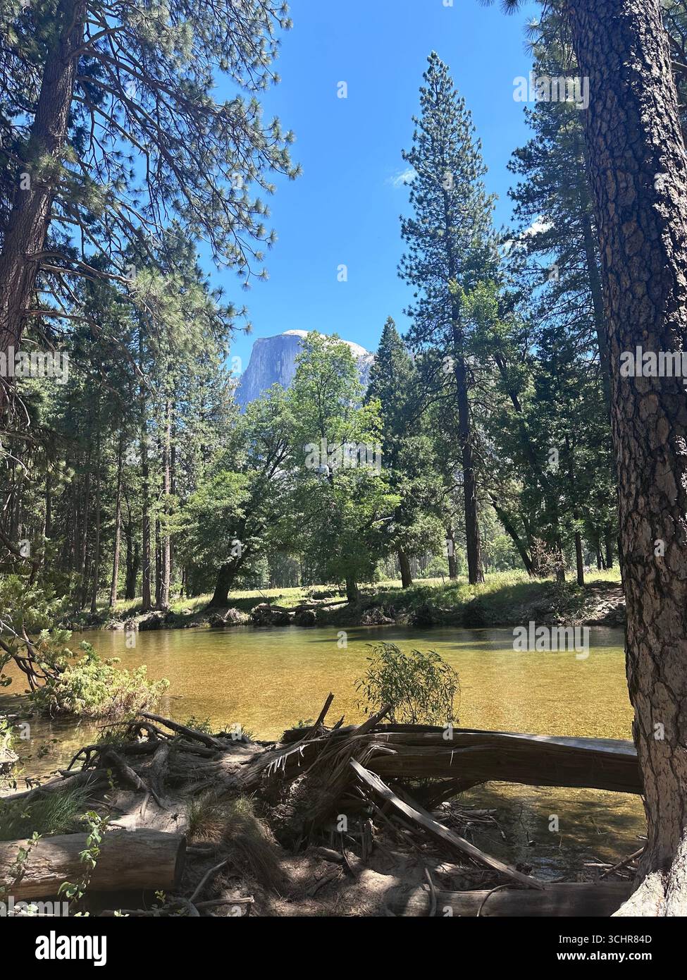 The famous Half Dome rock formation rises above a meadow and pine trees in Yosemite National Park, California, under a clear blue summer sky. - Smartphone Captured Stock Image