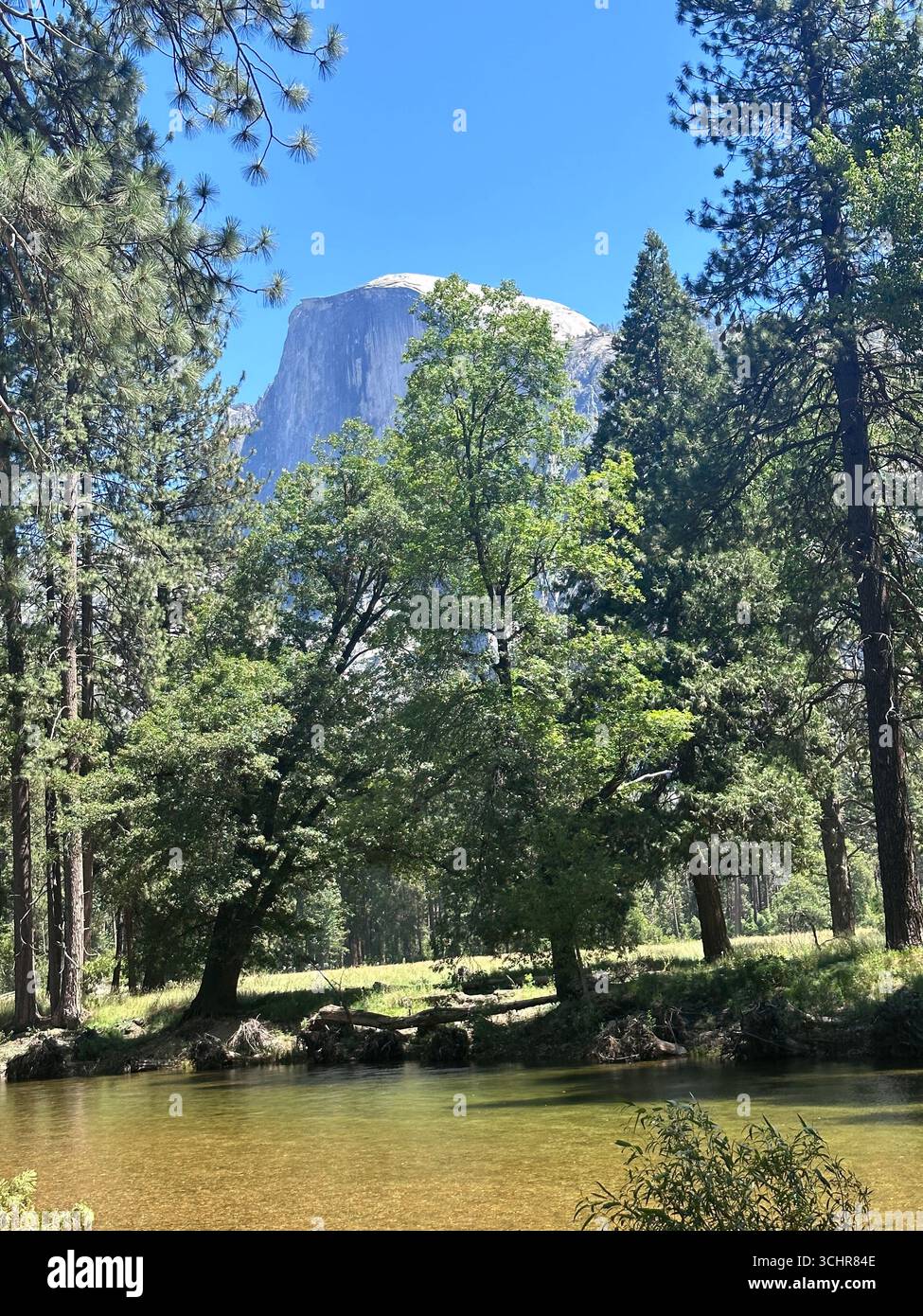 The famous Half Dome rock formation rises above a meadow and pine trees in Yosemite National Park, California, under a clear blue summer sky. - Smartphone Captured Stock Image