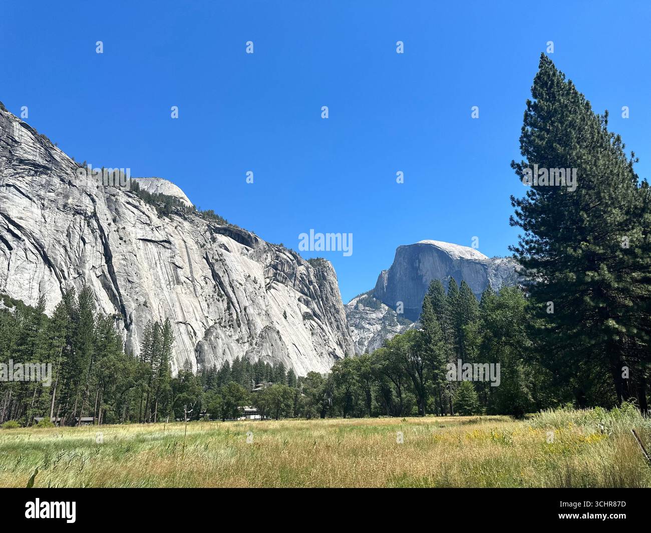 Half Dome, the iconic granite monolith of Yosemite National Park, rises above a golden summer meadow and pine trees under a clear blue sky - Smartphone Captured Stock Image