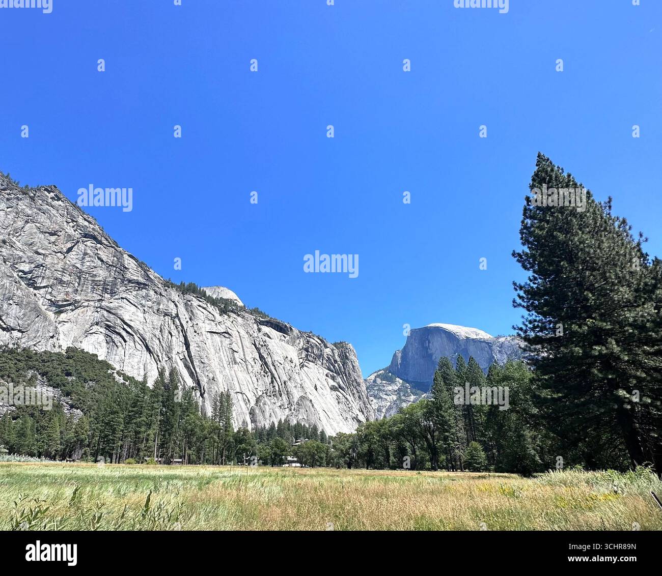 Half Dome, the iconic granite monolith of Yosemite National Park, rises above a golden summer meadow and pine trees under a clear blue sky - Smartphone Captured Stock Image