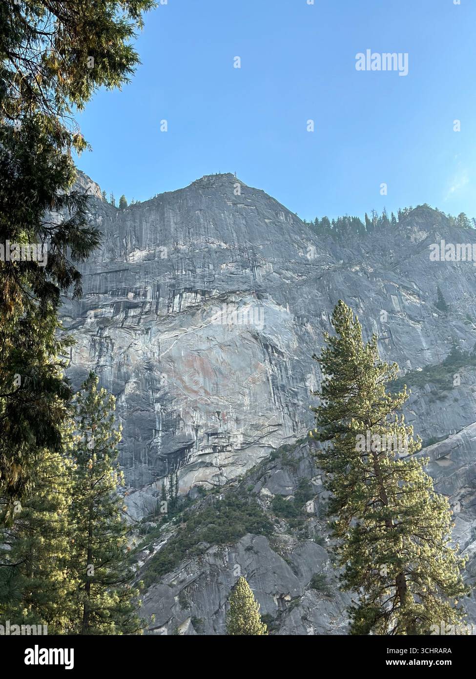 Towering granite cliff face with pine trees in the foreground, Yosemite National Park, California, USA. - Smartphone Captured Stock Image