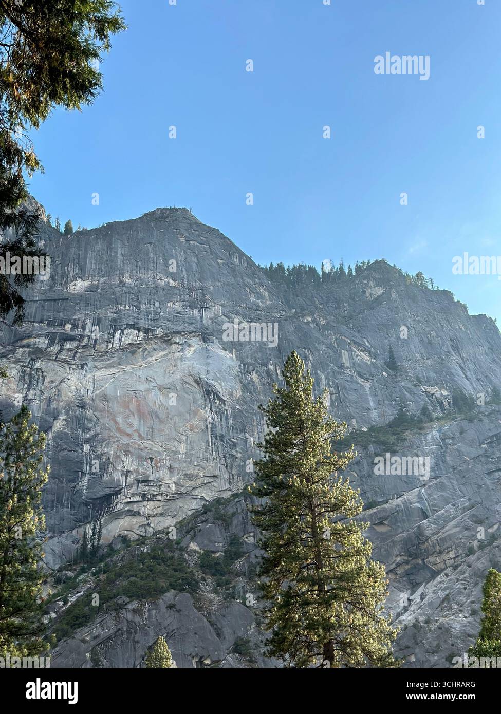 Towering granite cliff face with pine trees in the foreground, Yosemite National Park, California, USA. - Smartphone Captured Stock Image
