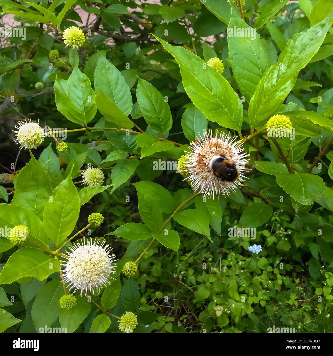Macro image of a bumblebee on a white buttonbush flower (Cephalanthus ...