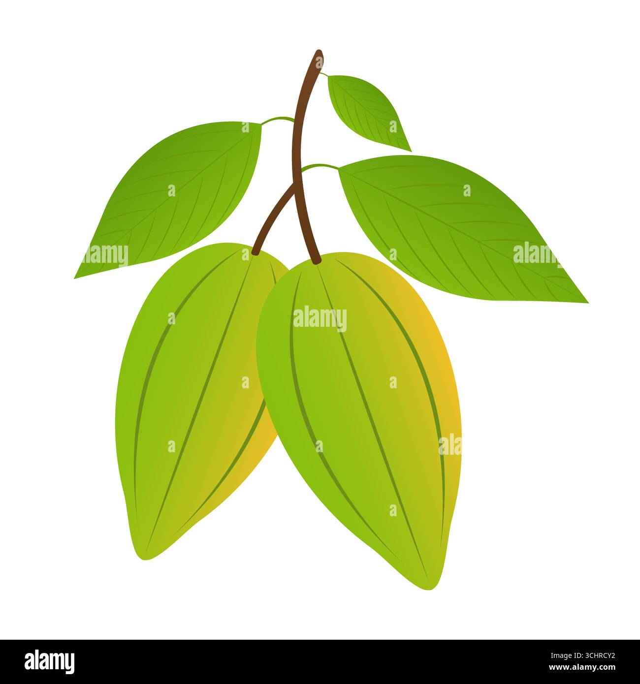 Fresh Cocoa Fruits, Cacao Beans, Cocoa Pod. Vector Illustration ...