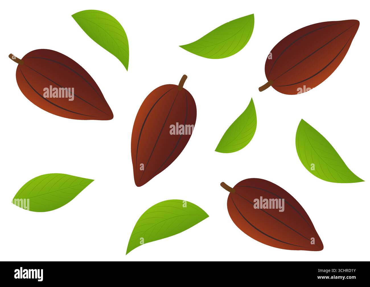 Fresh cut cacao pod Stock Vector Images - Alamy