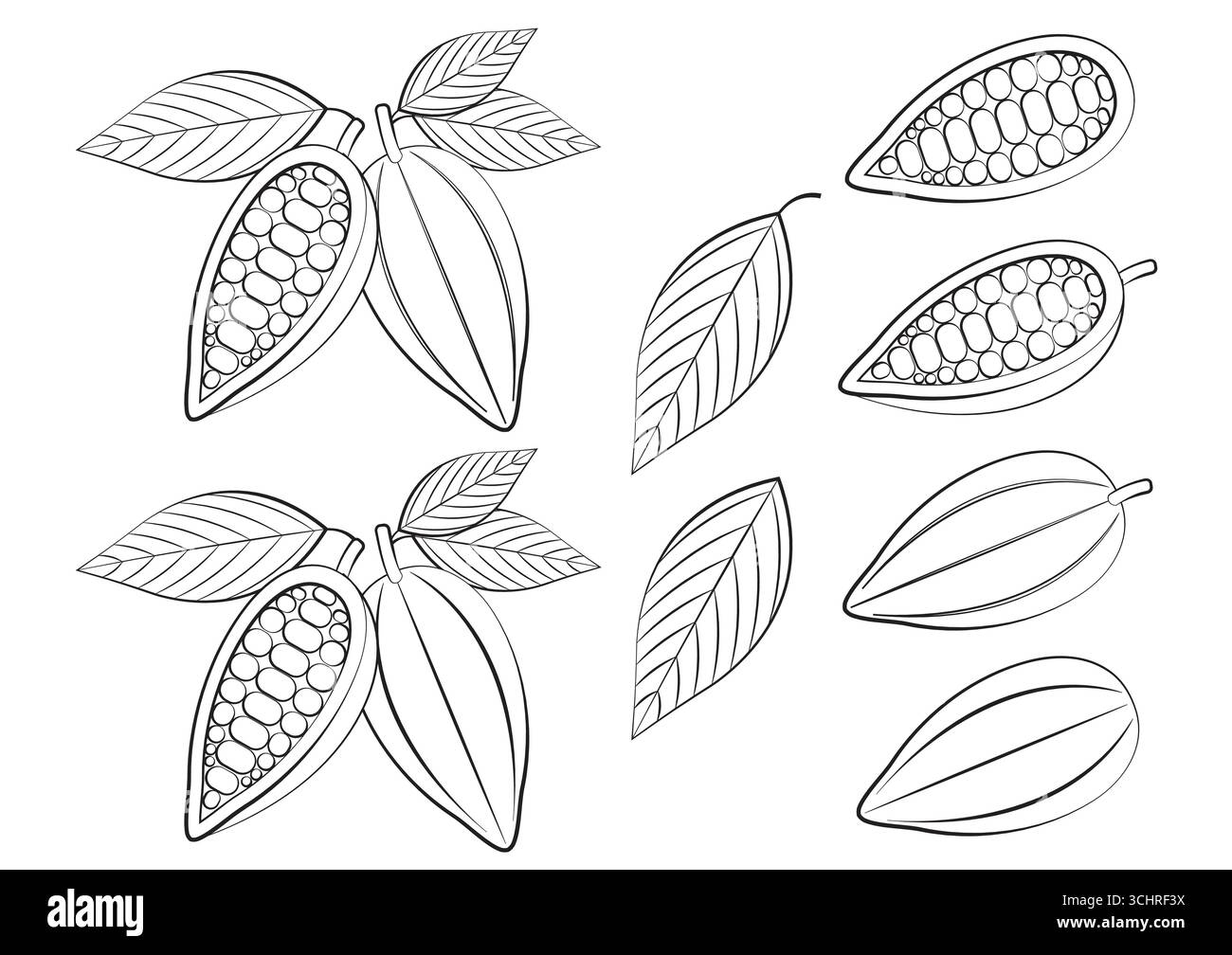 Fresh Cocoa Fruits, Cacao Beans, Cocoa Pod. Vector Illustration ...