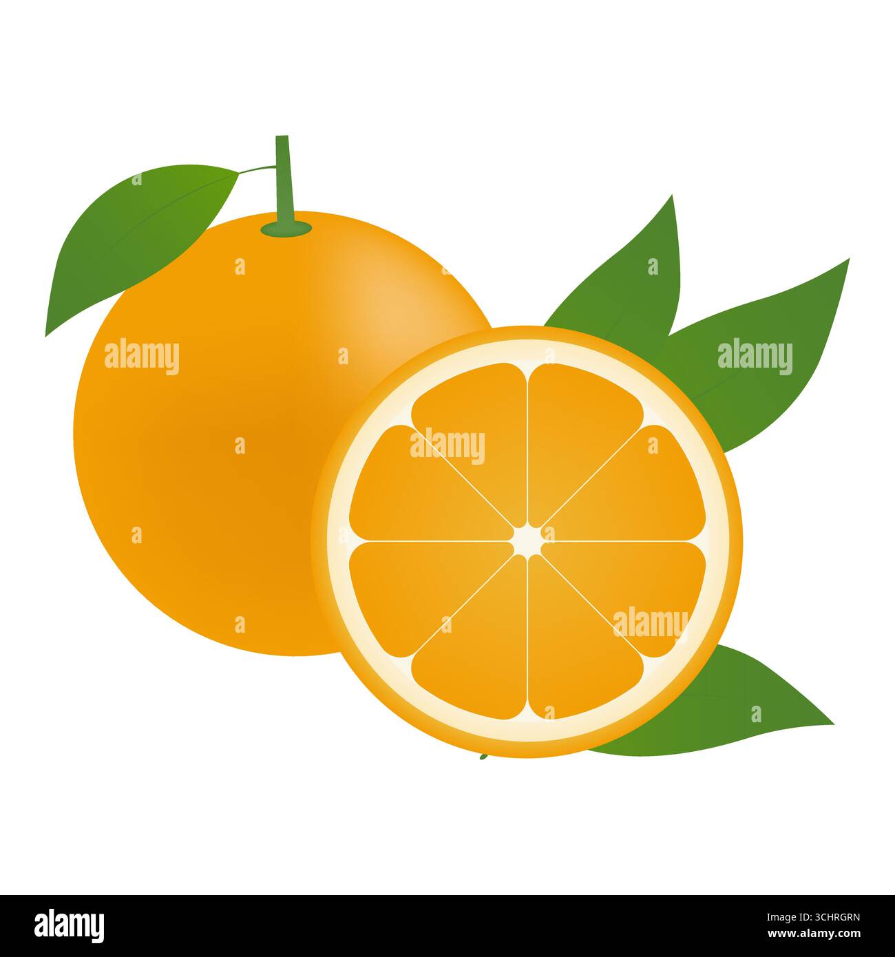 Orange fruit. Vector Illustration Isolated on White Background. Stock Vector