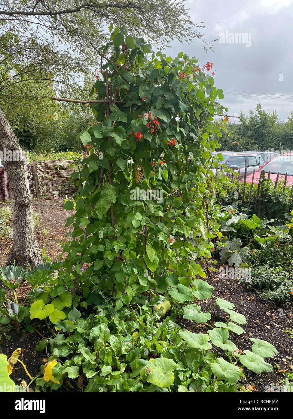 Runner beans growing in a vegetable patch in a garden - Smartphone Captured Stock Image