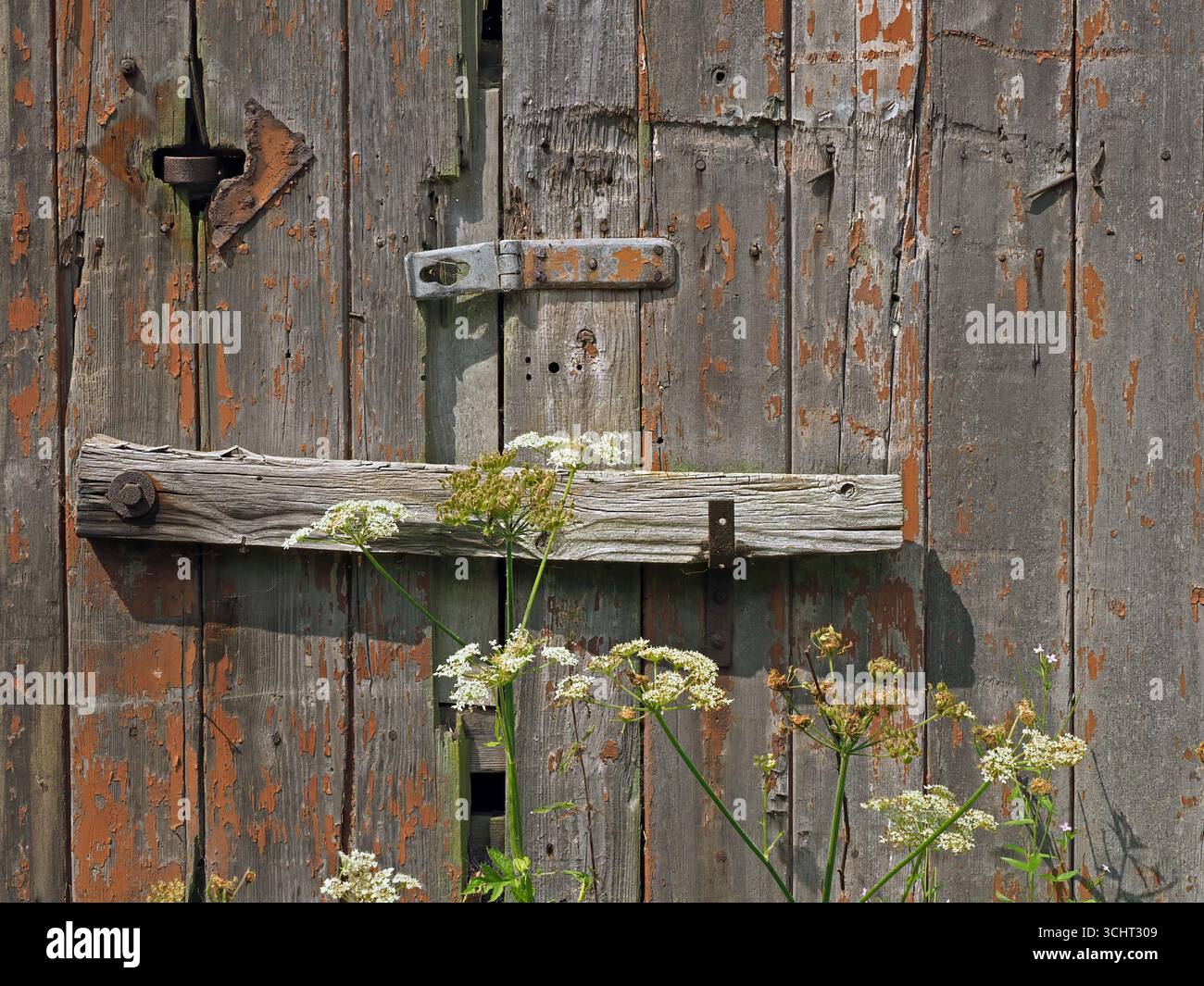 rickety rustic derelict wooden barn door with rusty hinged timber bar ...
