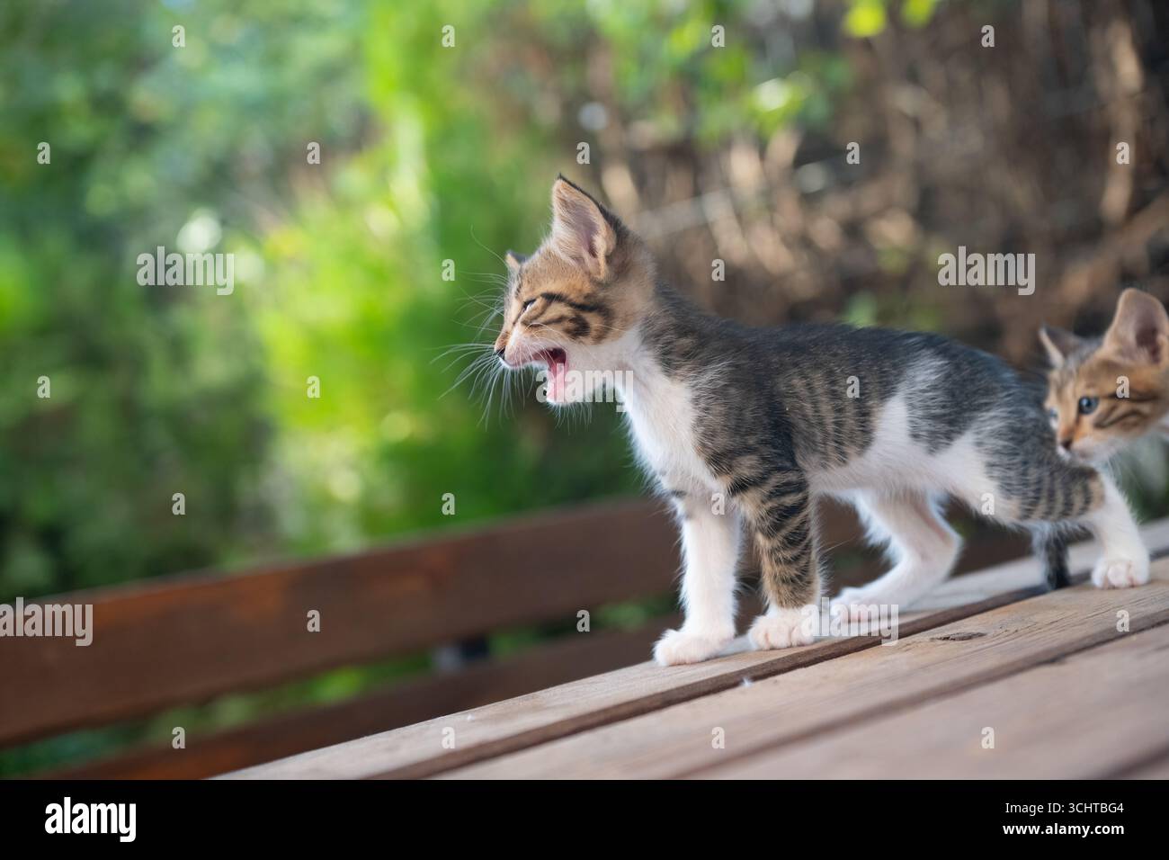 Two tabby kittens on wood. One is meowing, the other is looking back. A ...