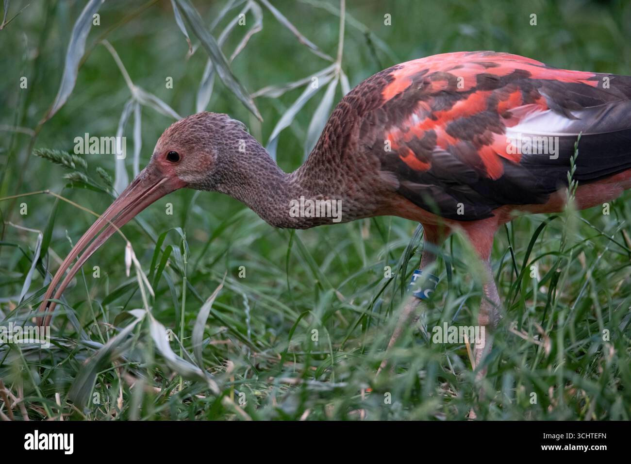 Scarlet ibis chick, Eudocimus ruber, 5 days Stock Photo - Alamy